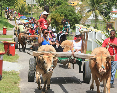 La balade en charrettes à bœufs est devenue une tradition populaire à LORGER au fil des ans 