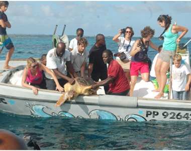 La tortue Caouanne MAX quelques secondes avant de retrouver son milieu naturel, la mer