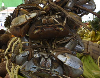 Le crabe de Morne-a-l’Eau, le plus bon crabe du monde