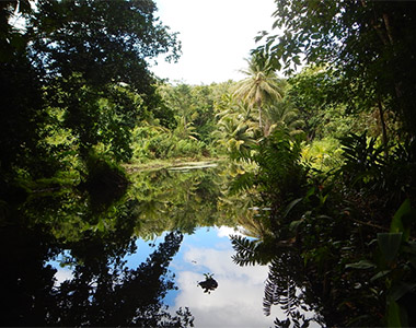 La belle source de Saint-Sauveur à Dubelloy Morne-à-l’Eau